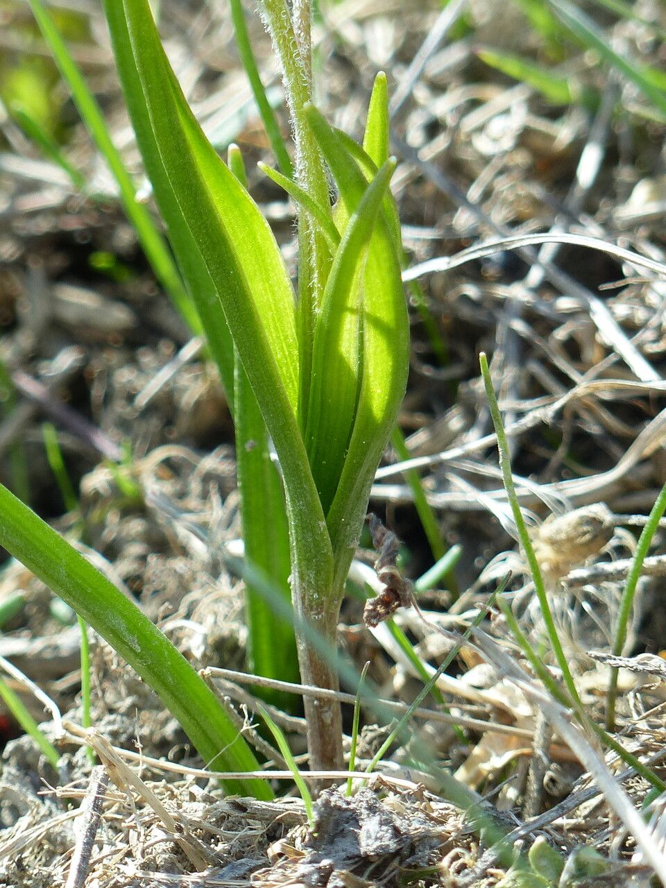 Gagea fragifera leaf
