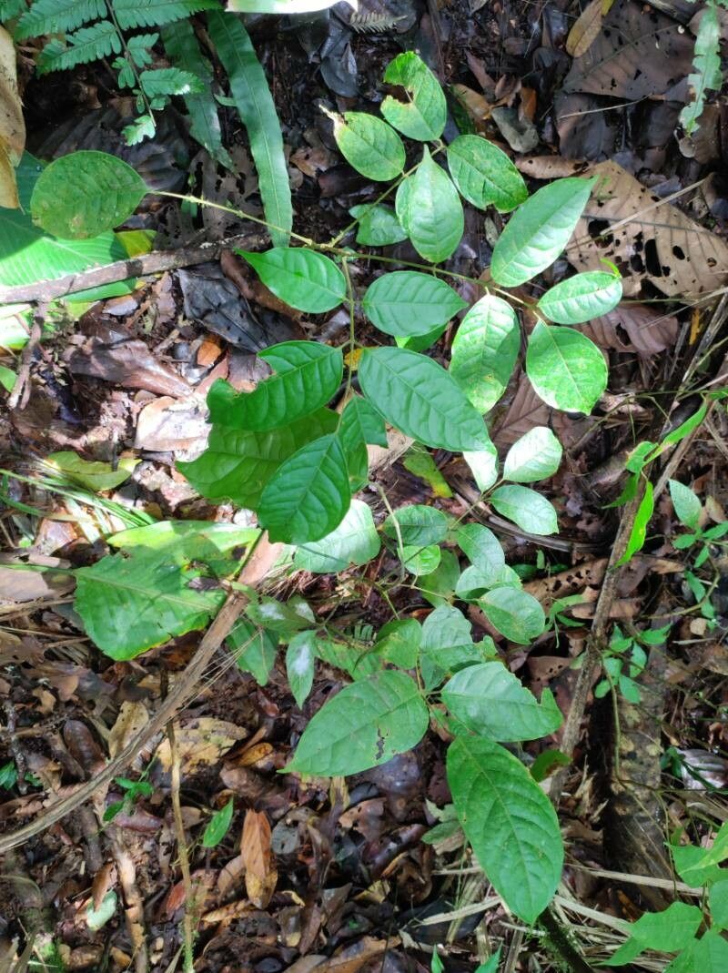 Dacryodes talamancensis — search result for 'Dacryodes'