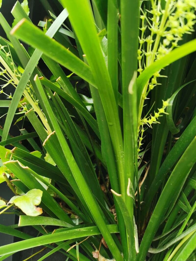Lomandra hystrix — flood tolerant houseplant