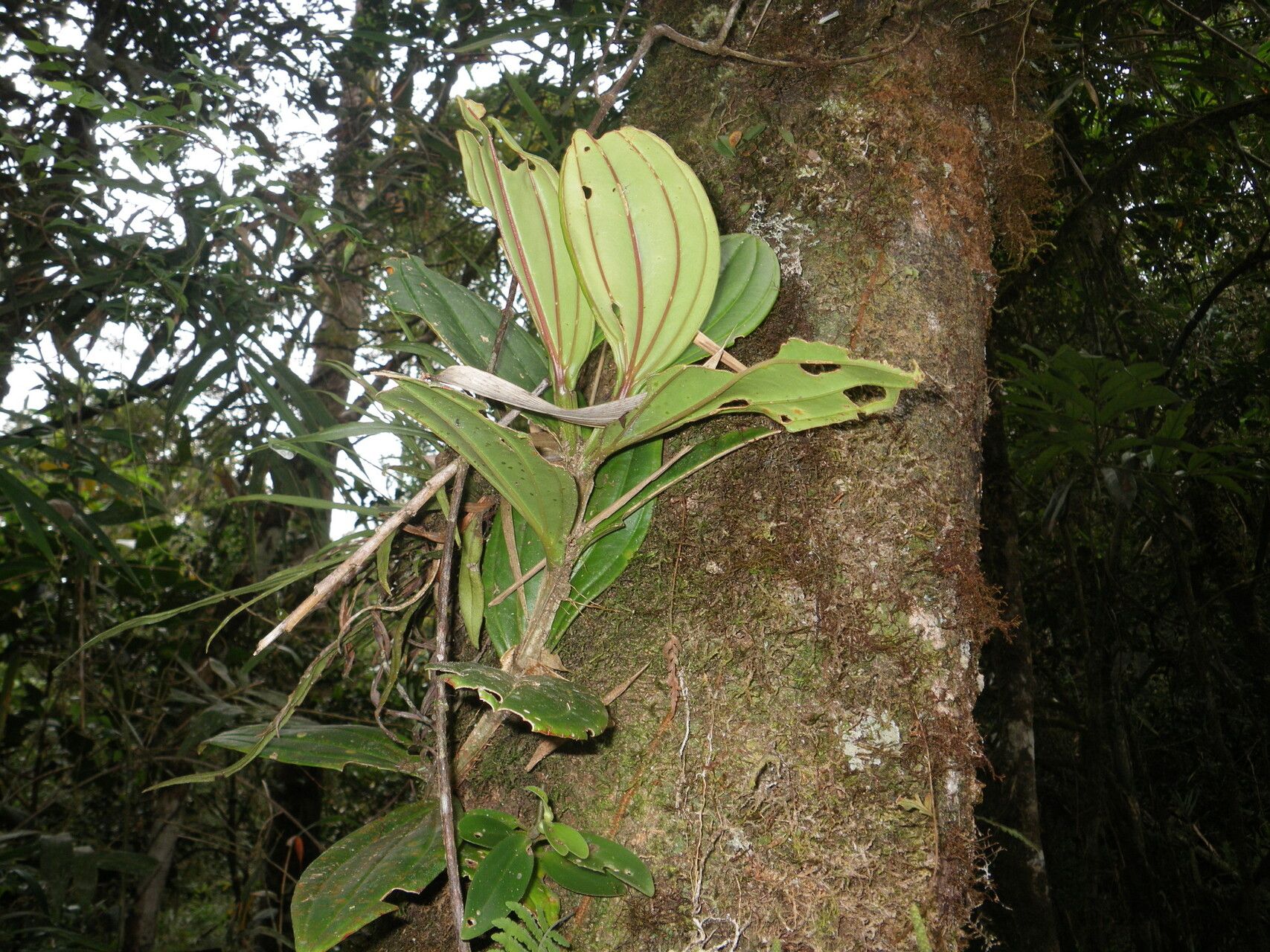 Medinilla lophoclada habit