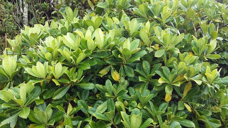 Roussea simplex leaf