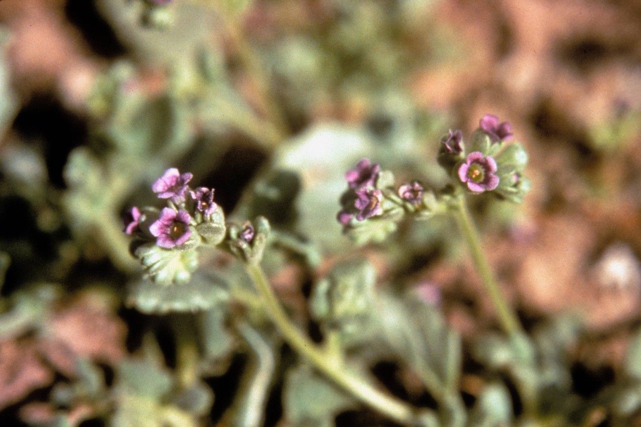 Phacelia parishii habit