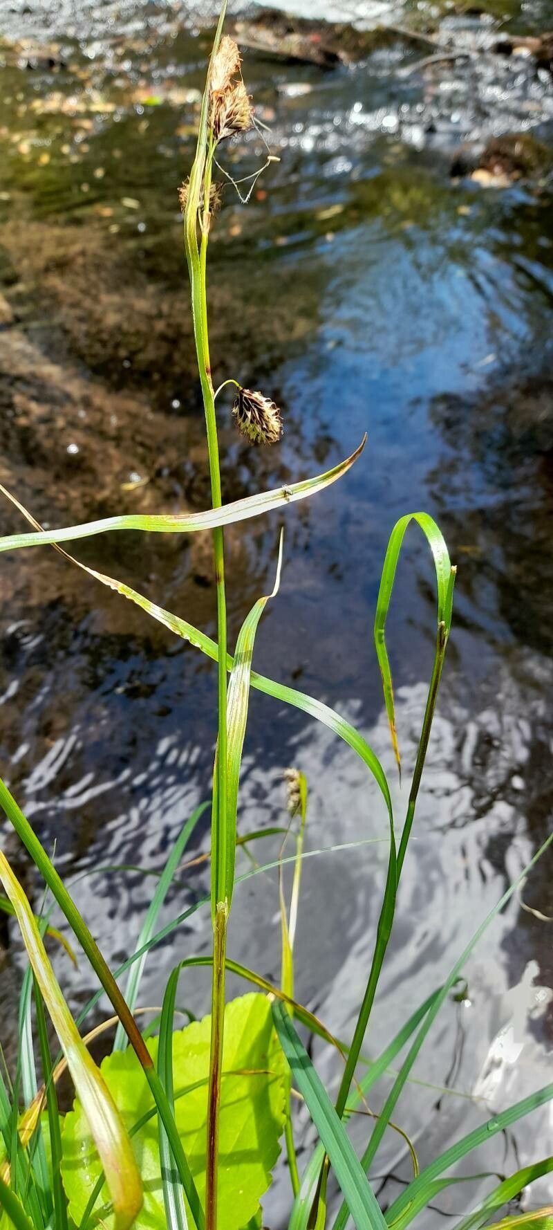 Carex banksii habit
