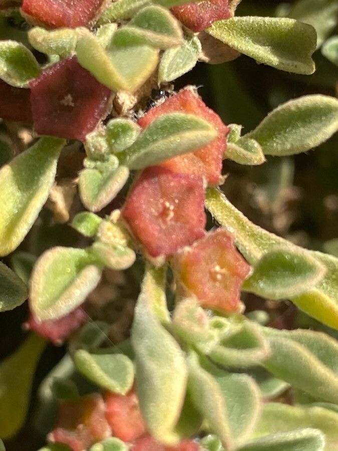 Aizoon canariense fruit