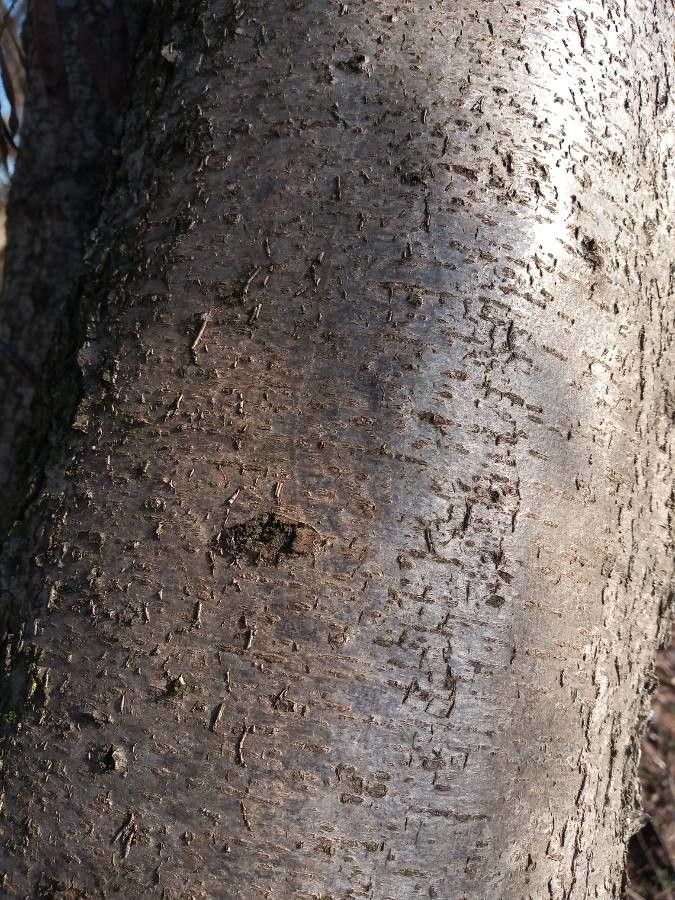 Sterculia rogersii bark