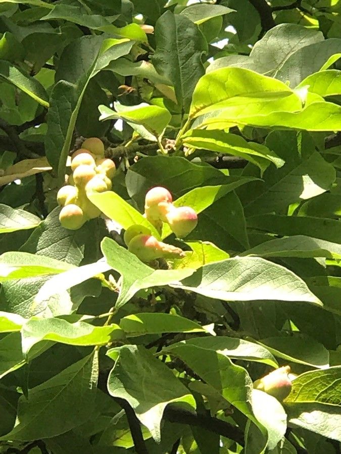 Antidesma venosum fruit