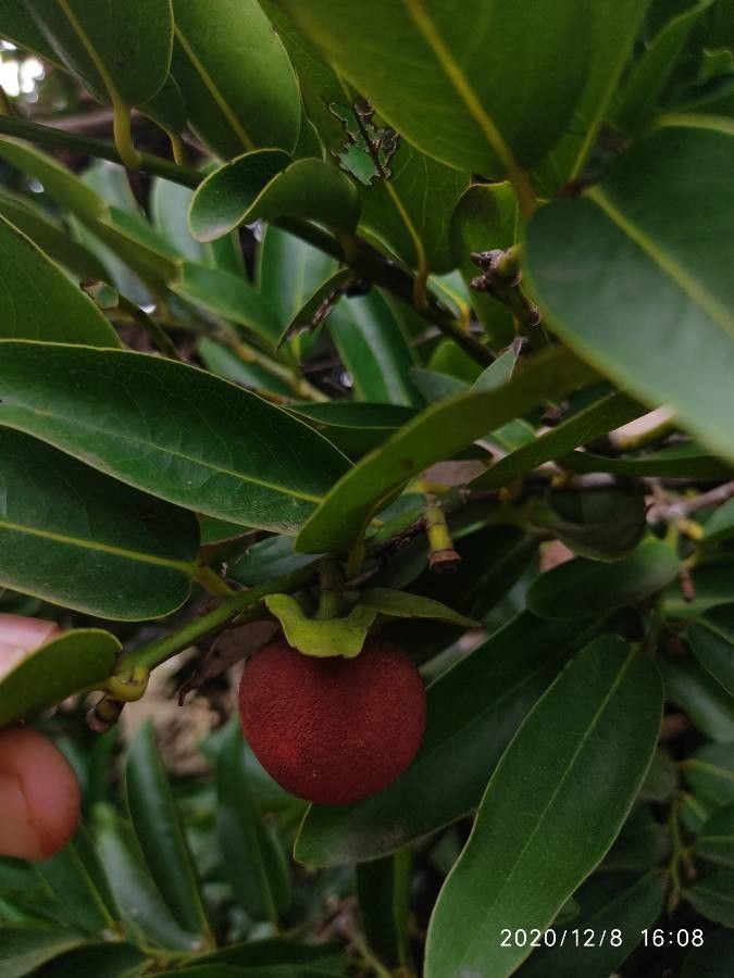 Diospyros malabarica fruit
