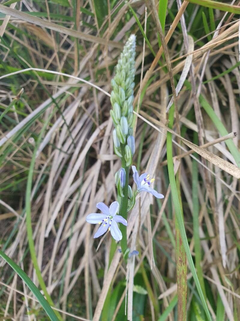 Caesia calliantha — related species from the same genus