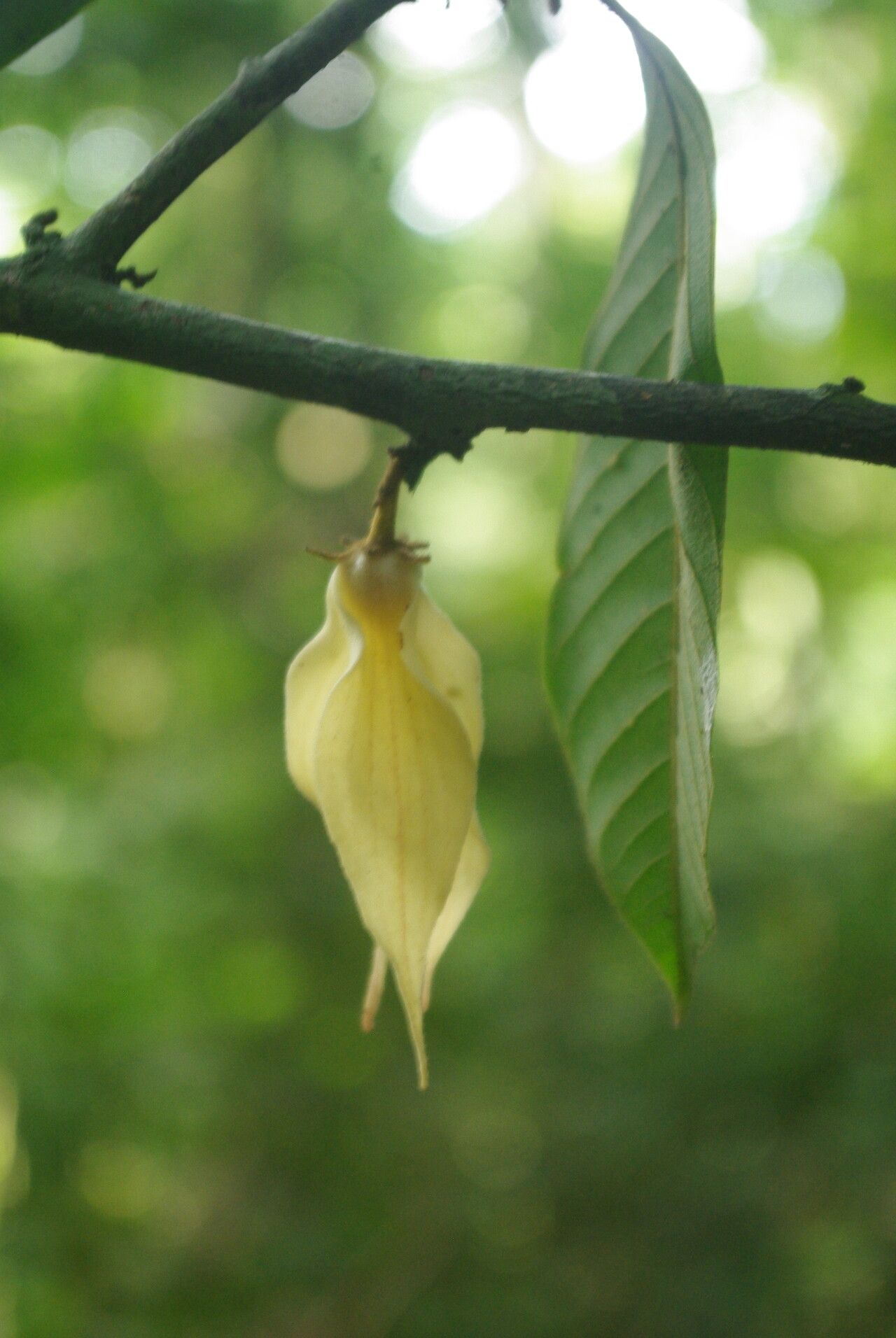Piptostigma fugax — related species from the same genus