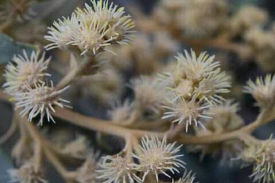 Tarchonanthus camphoratus flower