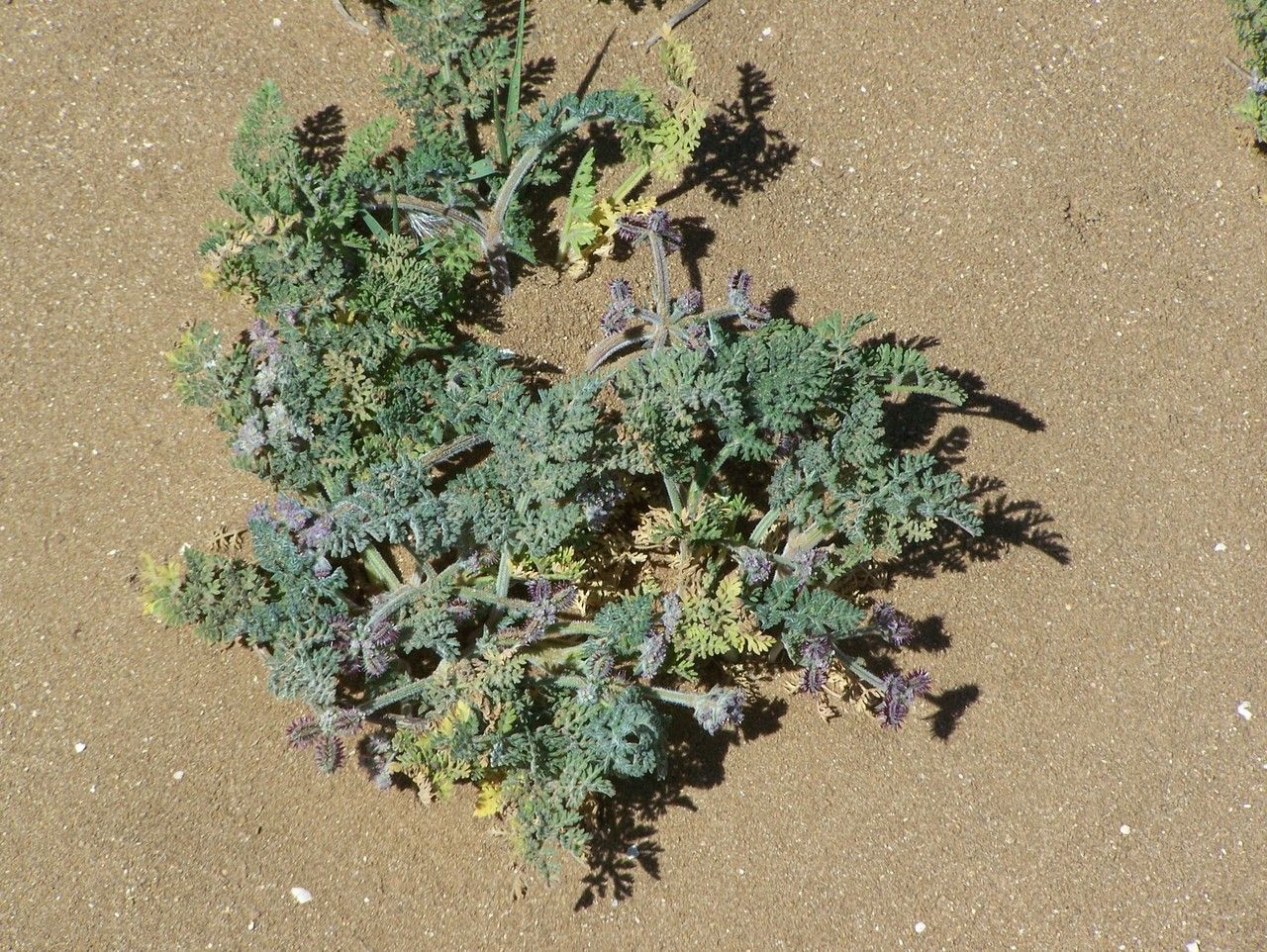 Bellevalia mauritanica habit