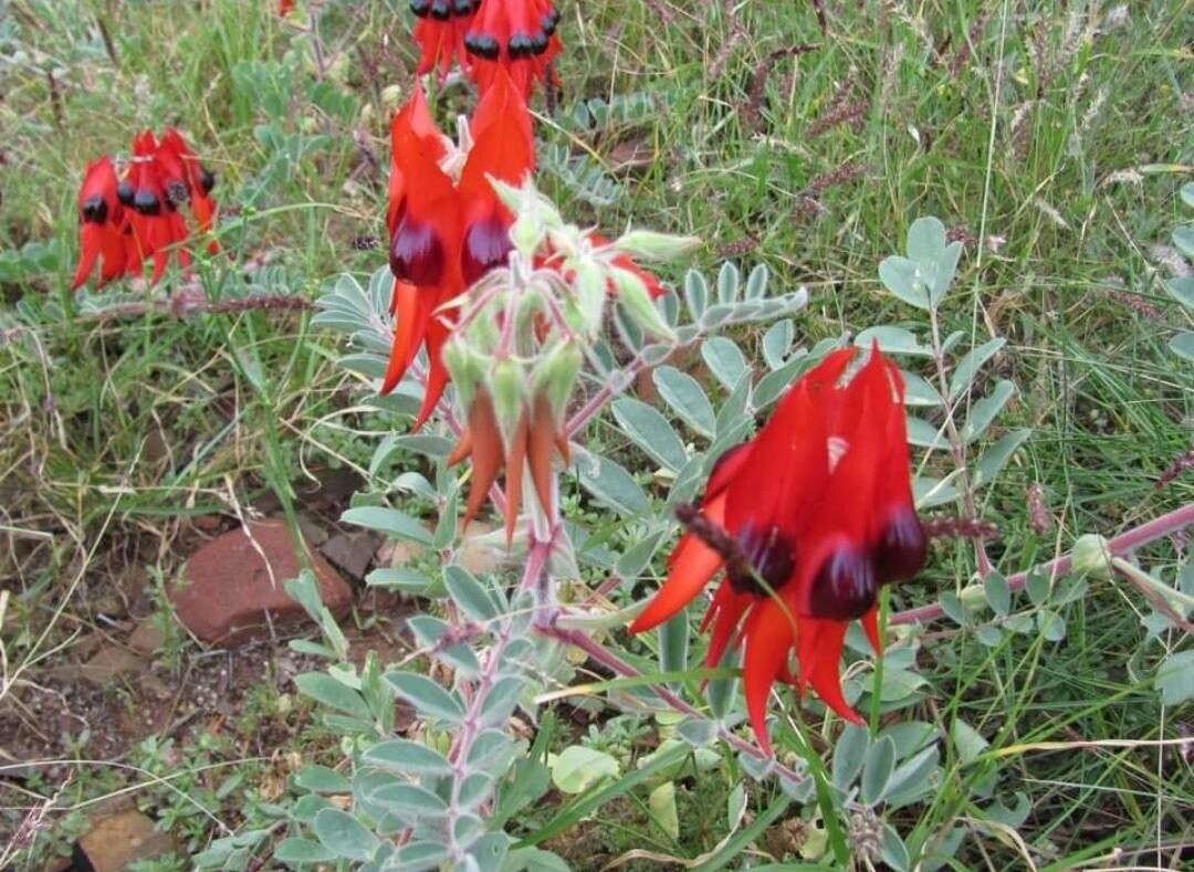 Swainsona formosa — houseplant care guide