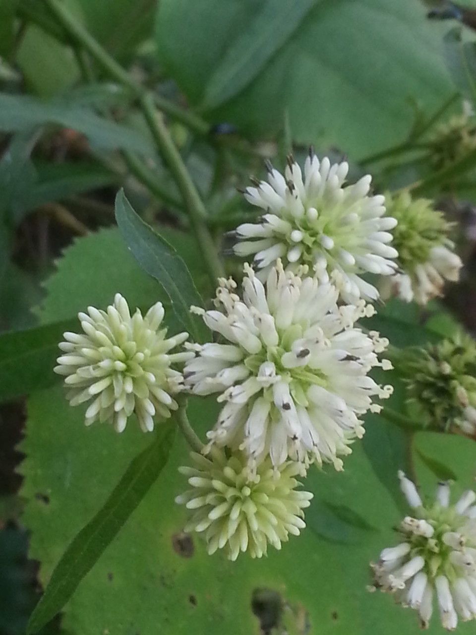 Verbesina walteri — houseplant care guide