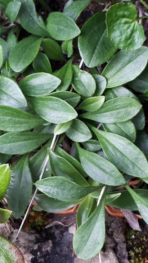 Valeriana saxatilis leaf