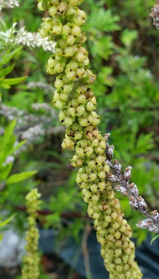 Verbascum nigrum fruit