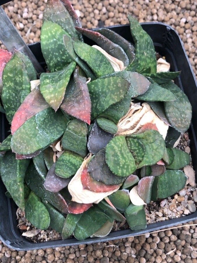 Gasteria nitida leaf
