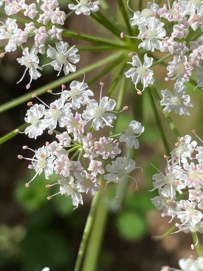 Laserpitium nestleri flower