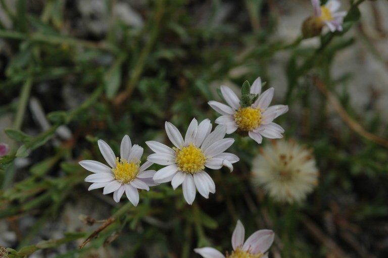 Erigeron elmeri — search result for 'Erigeron'
