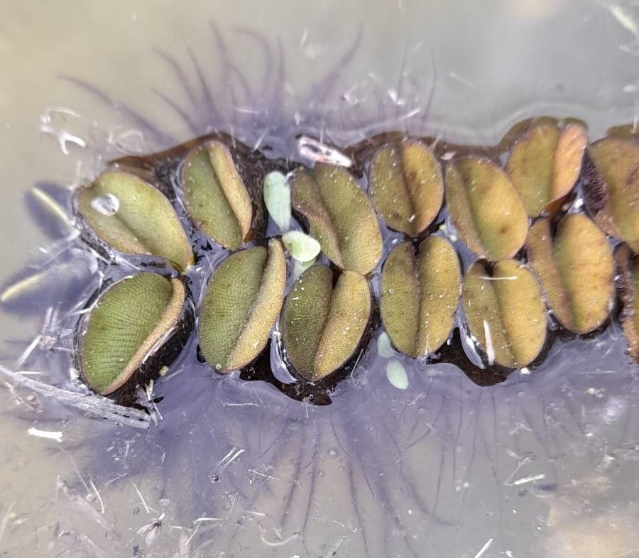 Salvinia biloba leaf