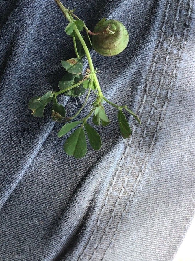 Medicago orbicularis