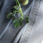 Medicago orbicularis