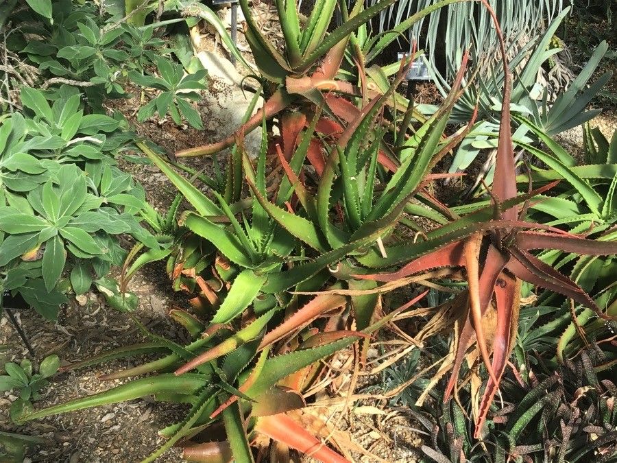 Aloe cameronii — search result for 'Malawi'