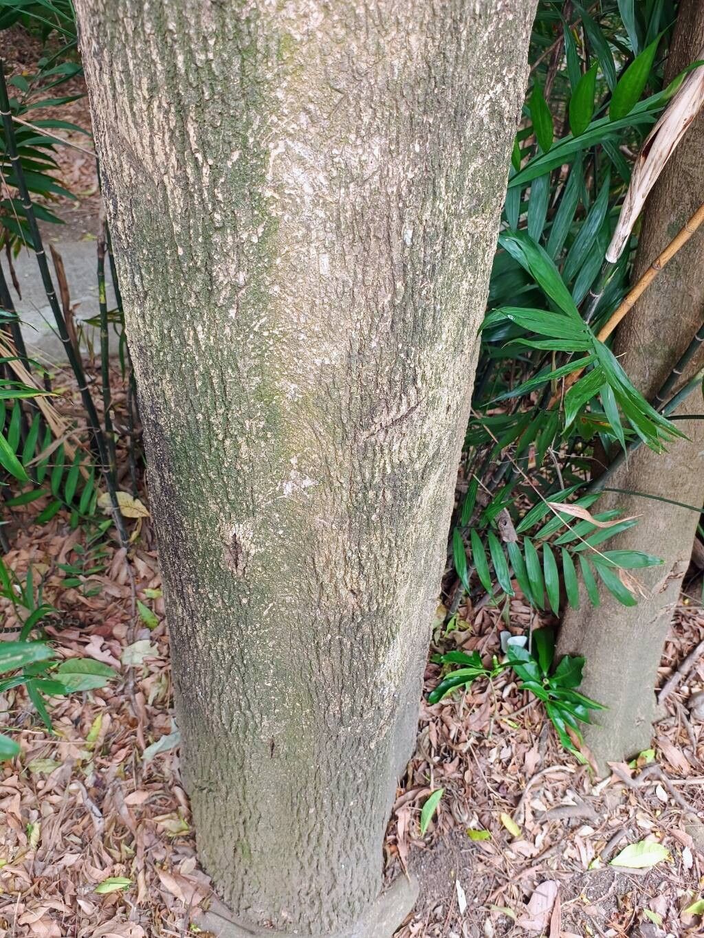 Tabernaemontana litoralis bark