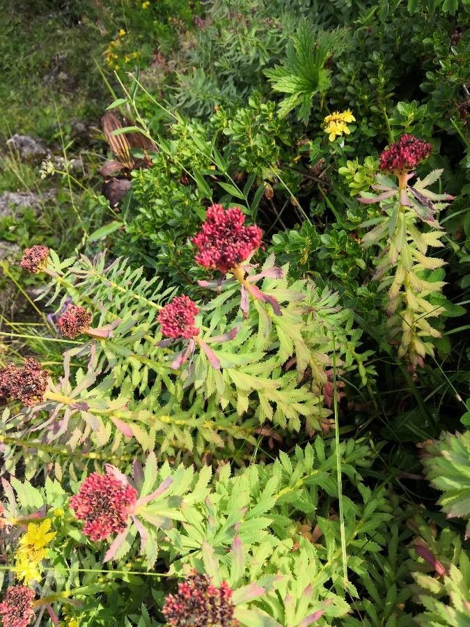 Rhodiola rosea flower