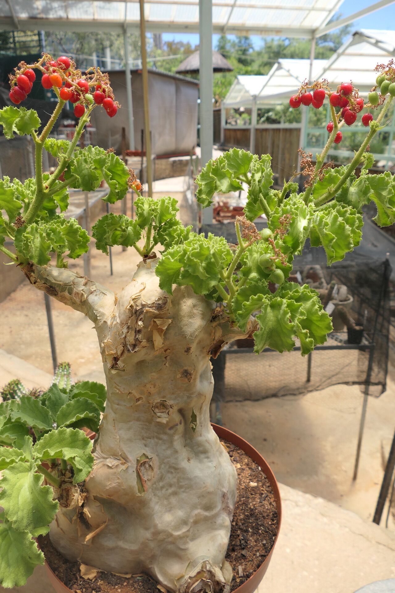 Cyphostemma uter habit