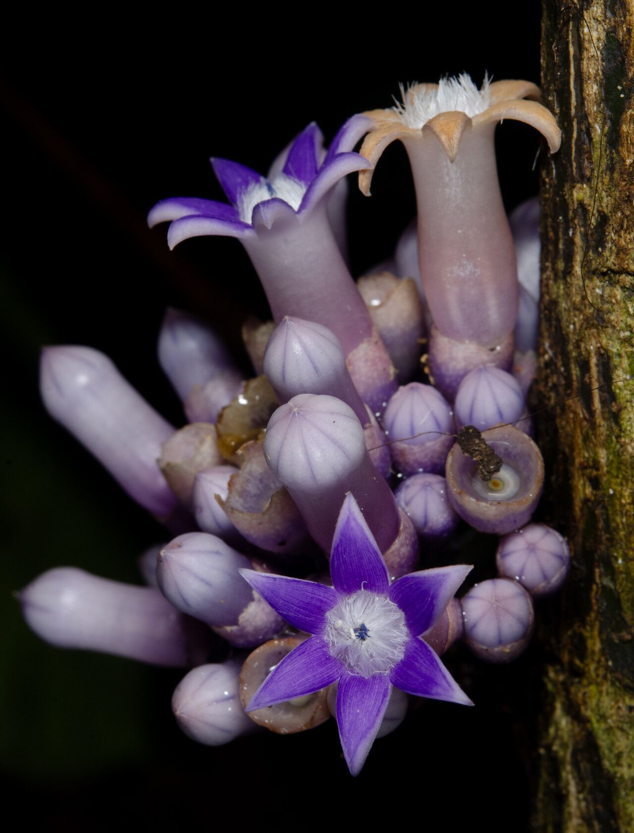 Pauridiantha cauliflora — houseplant care guide