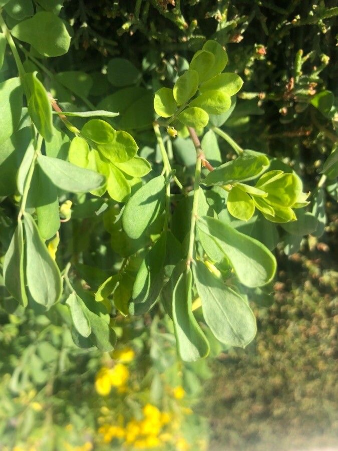 Coronilla glauca leaf