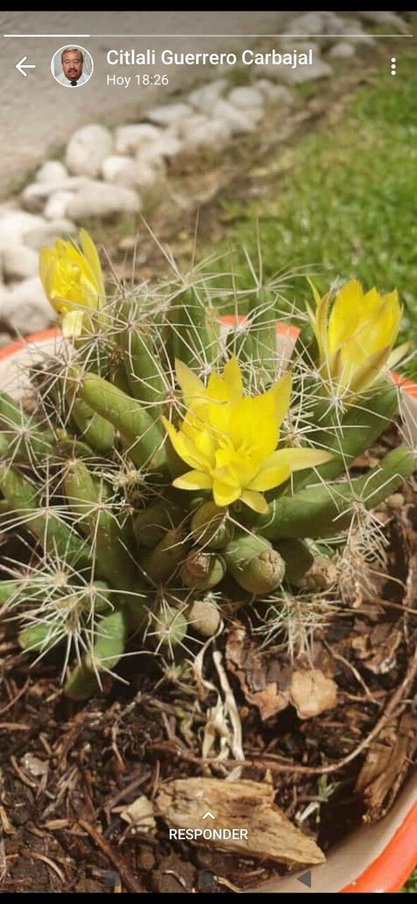Mammillaria longimamma flower