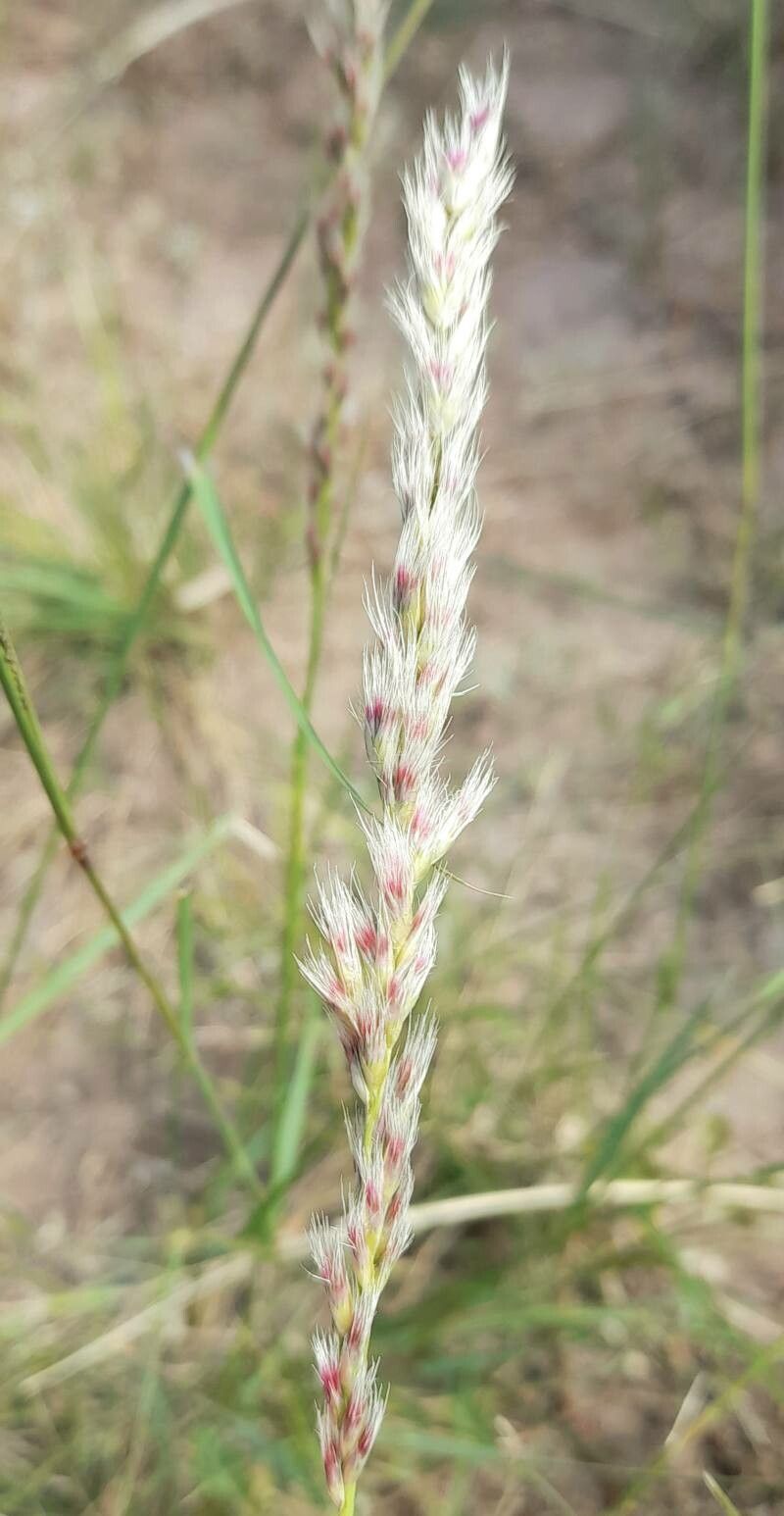 Pappophorum mucronulatum — related species from the same genus