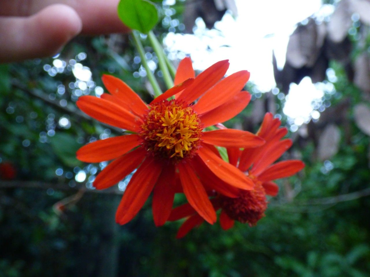 Pseudogynoxys cabrerae flower