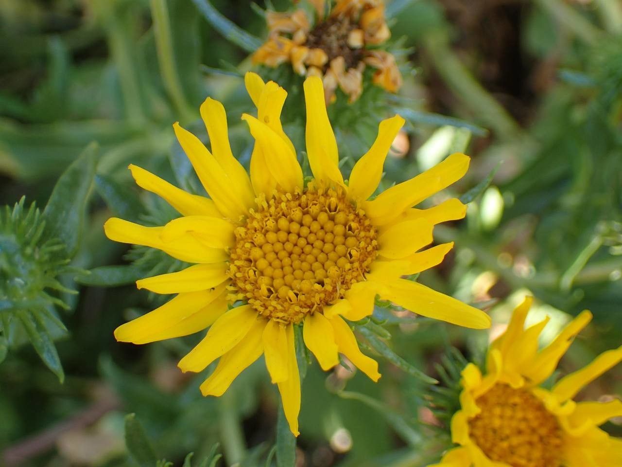 Grindelia integrifolia flower