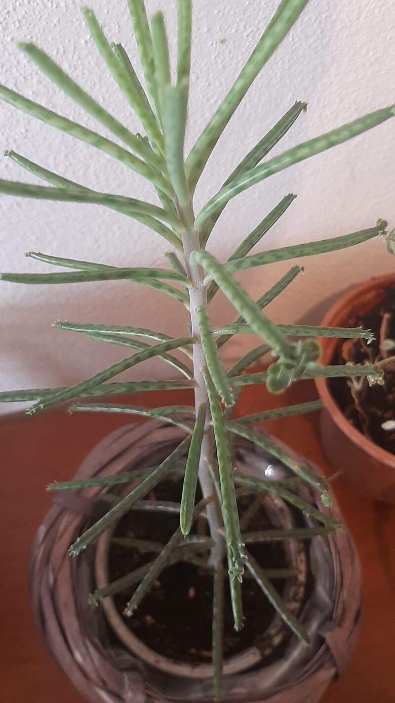 Bryophyllum delagoense flower