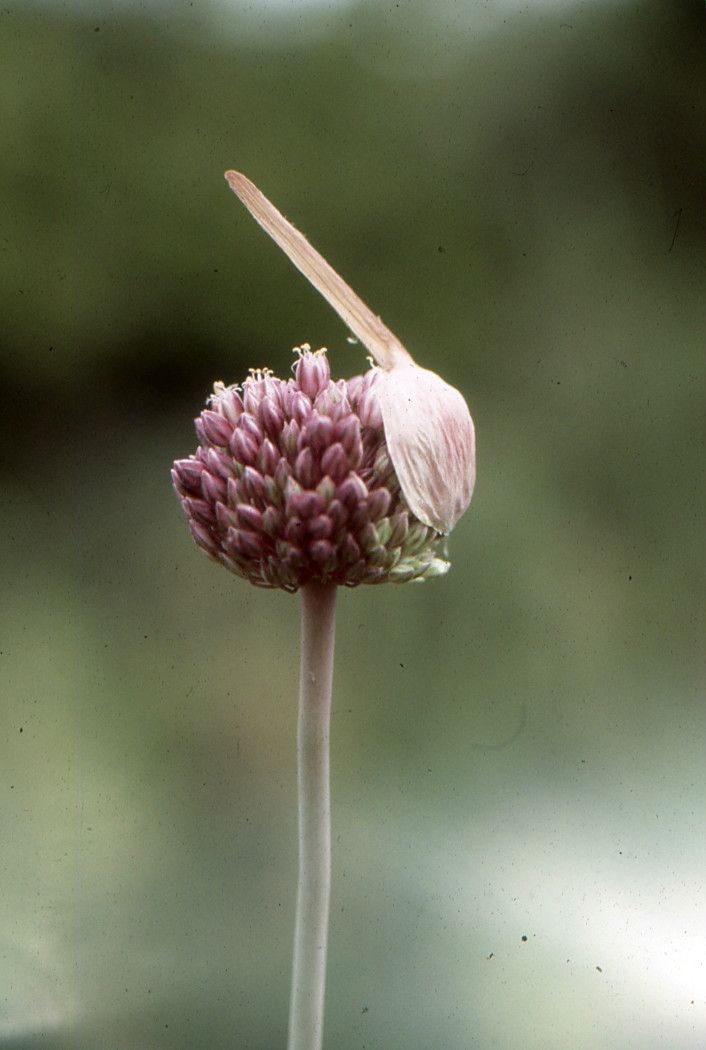 Allium roseum fruit