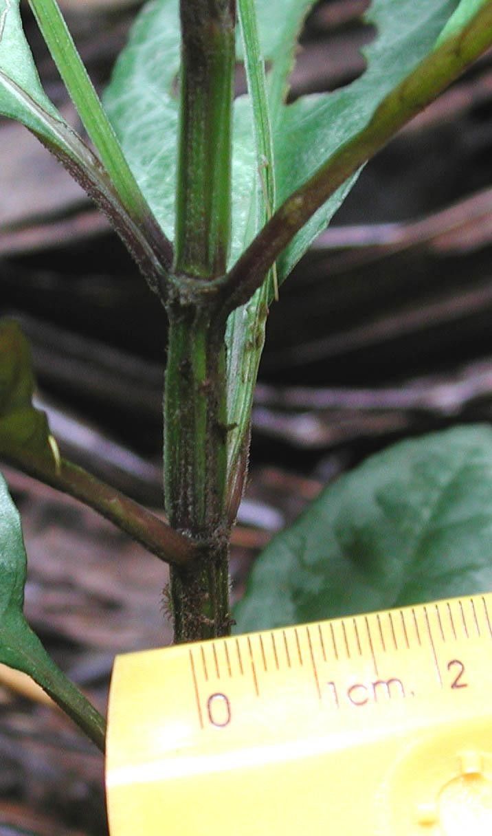 Ruellia biolleyi bark