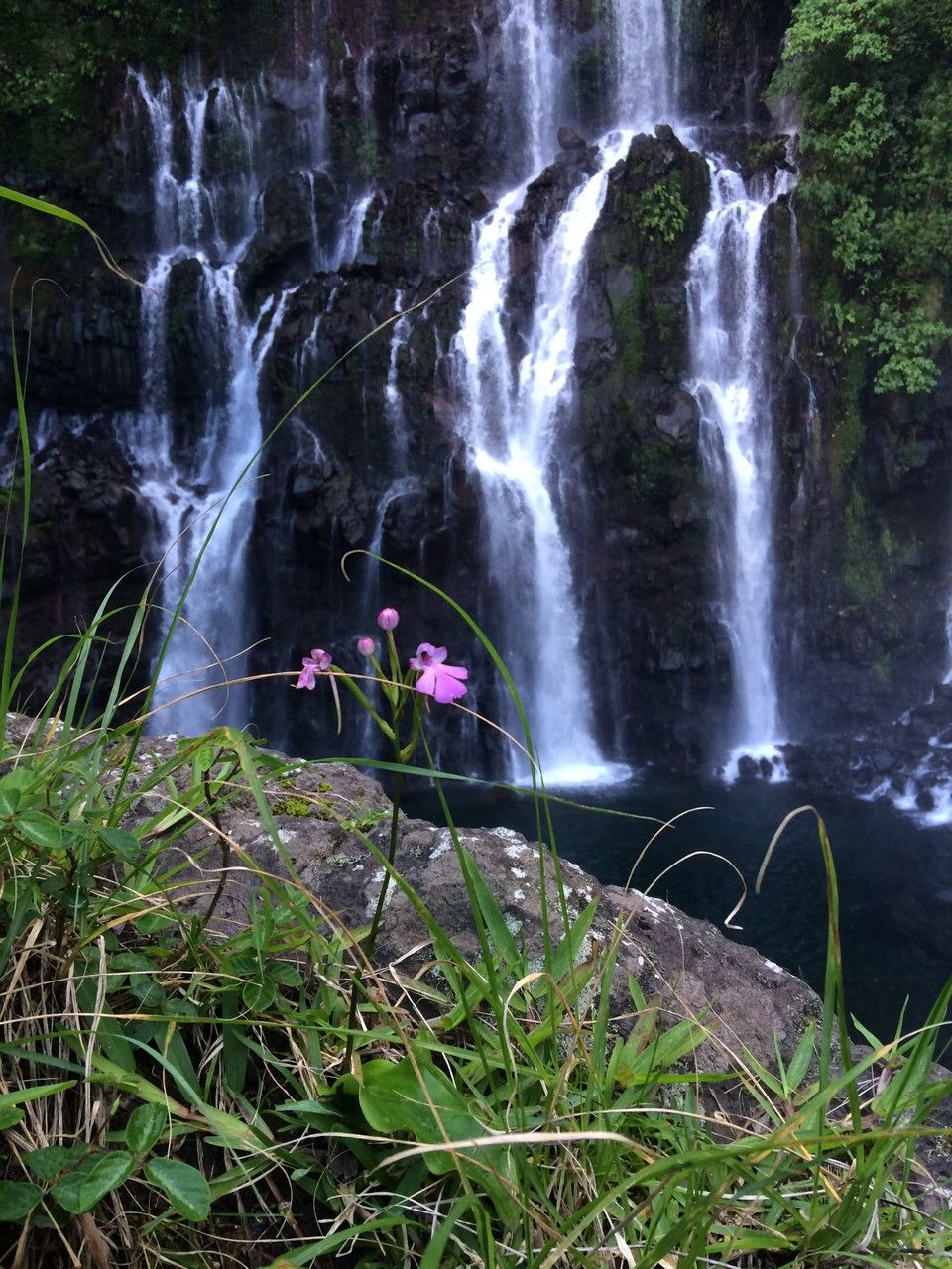 Cynorkis purpurascens habit