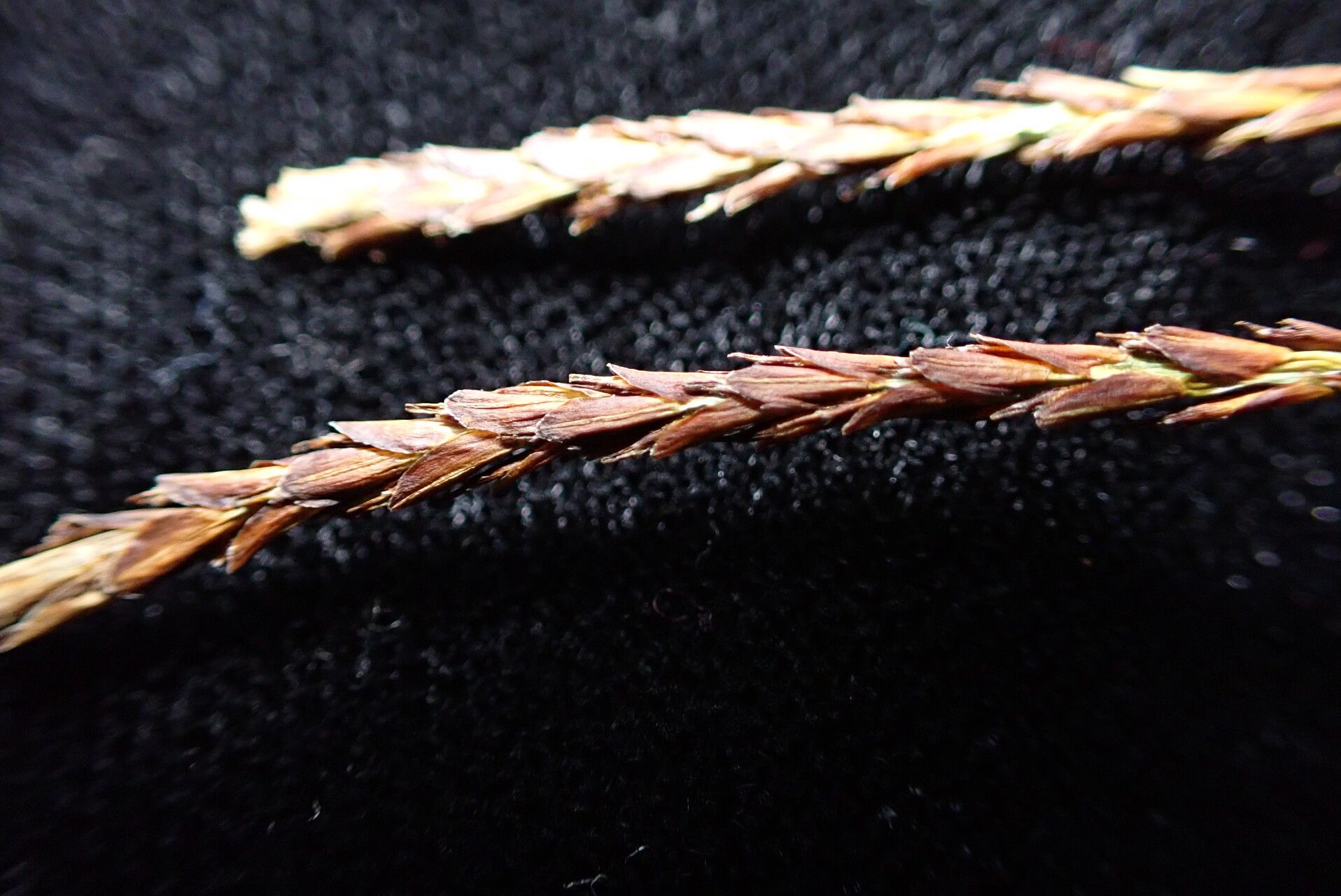 Carex esenbeckii fruit