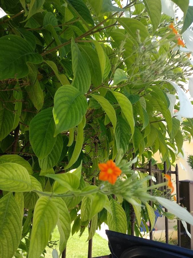 Mussaenda frondosa — search result for 'Mussaenda'