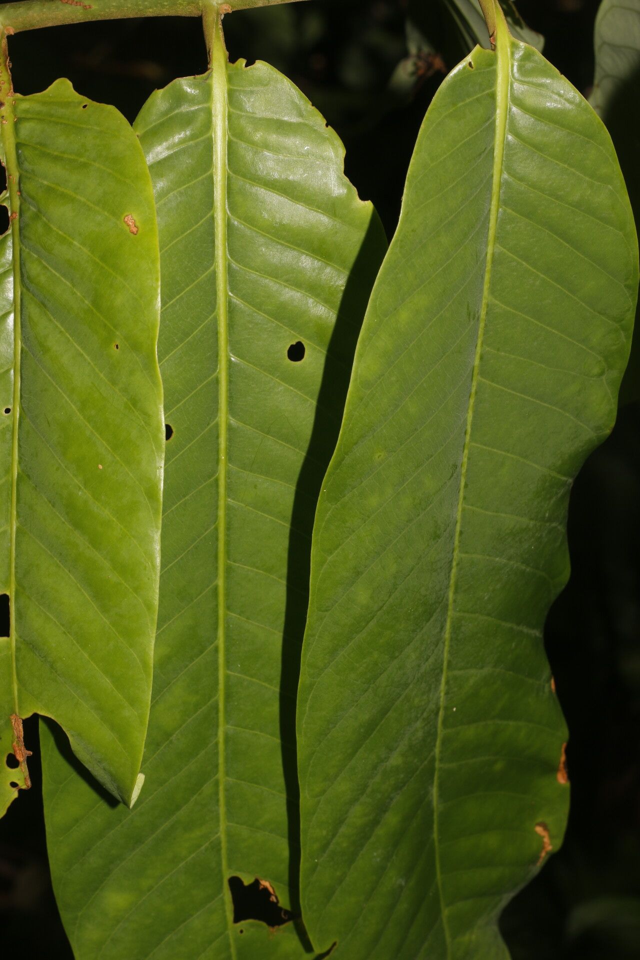Virola montana leaf