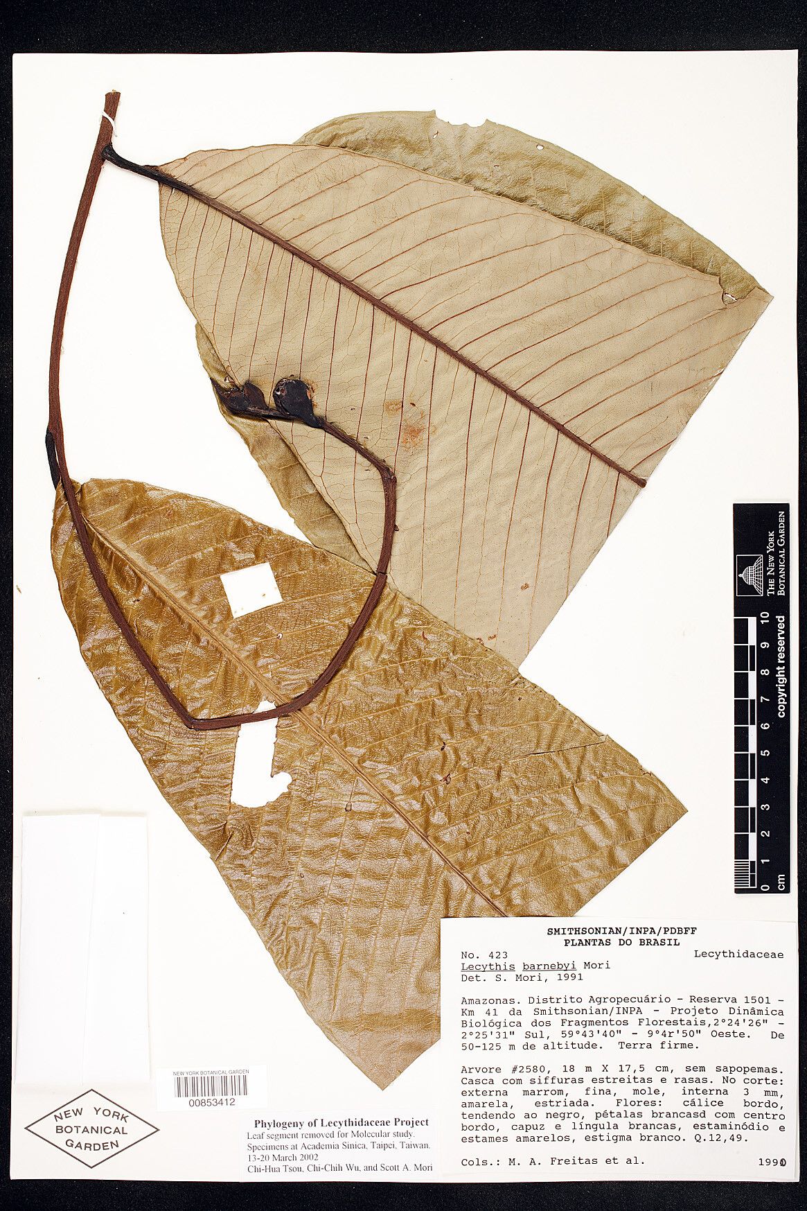 Lecythis barnebyi — related species from the same genus