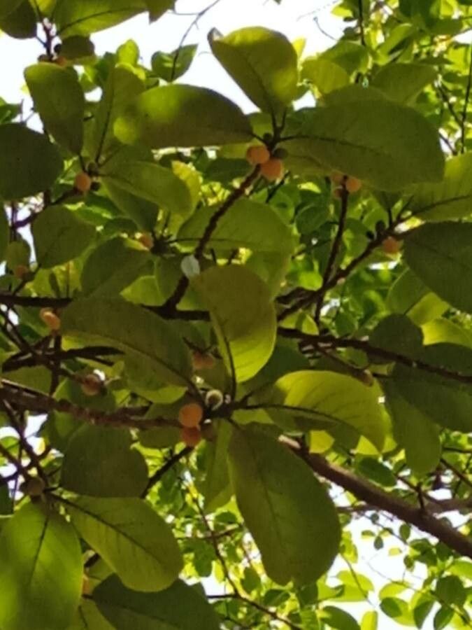 Artocarpus lacucha fruit