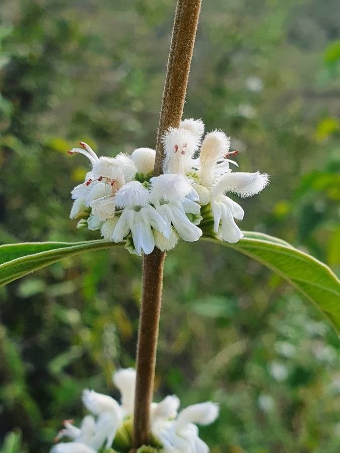 Leucas jamesii flower