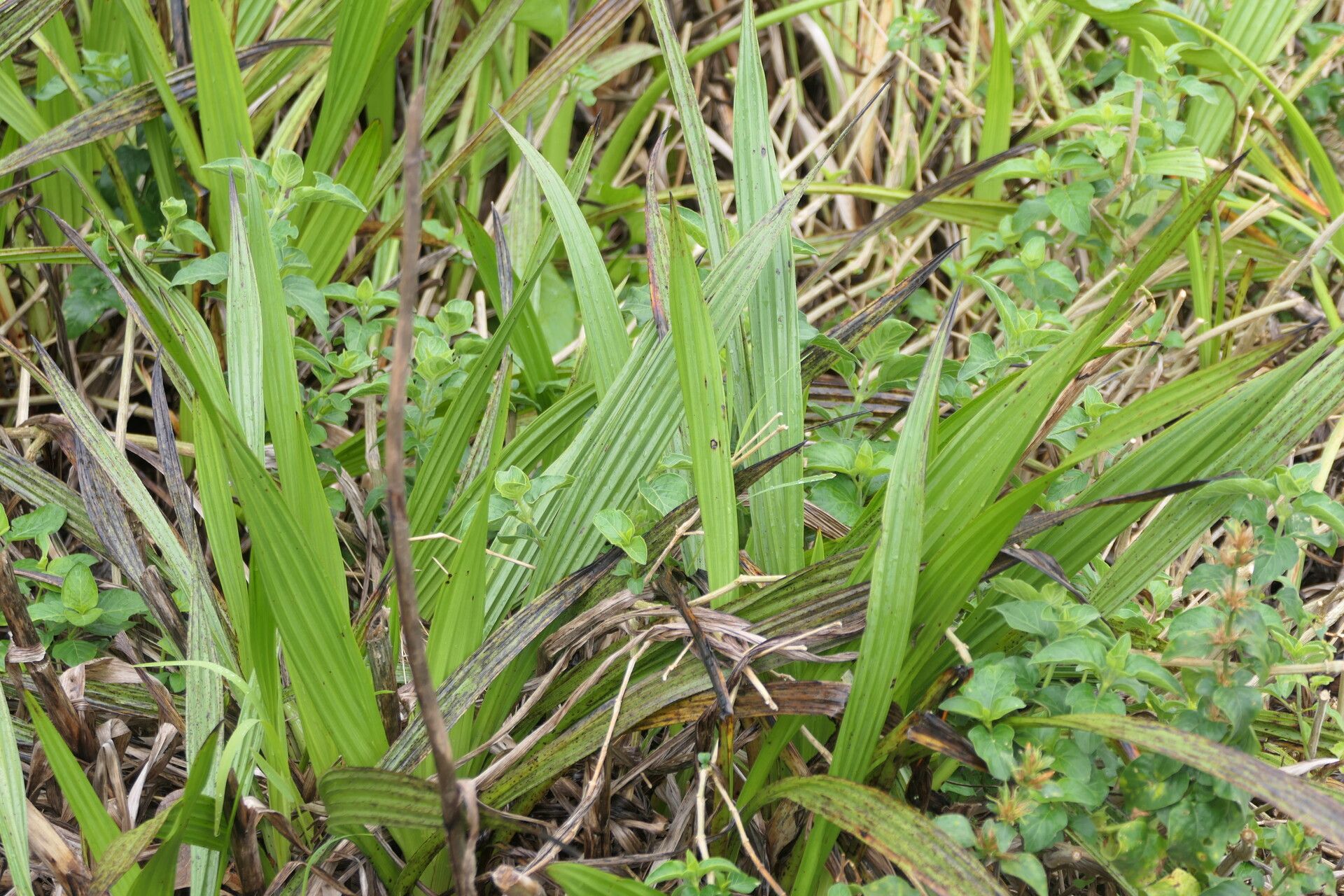 Wachendorfia thyrsiflora leaf