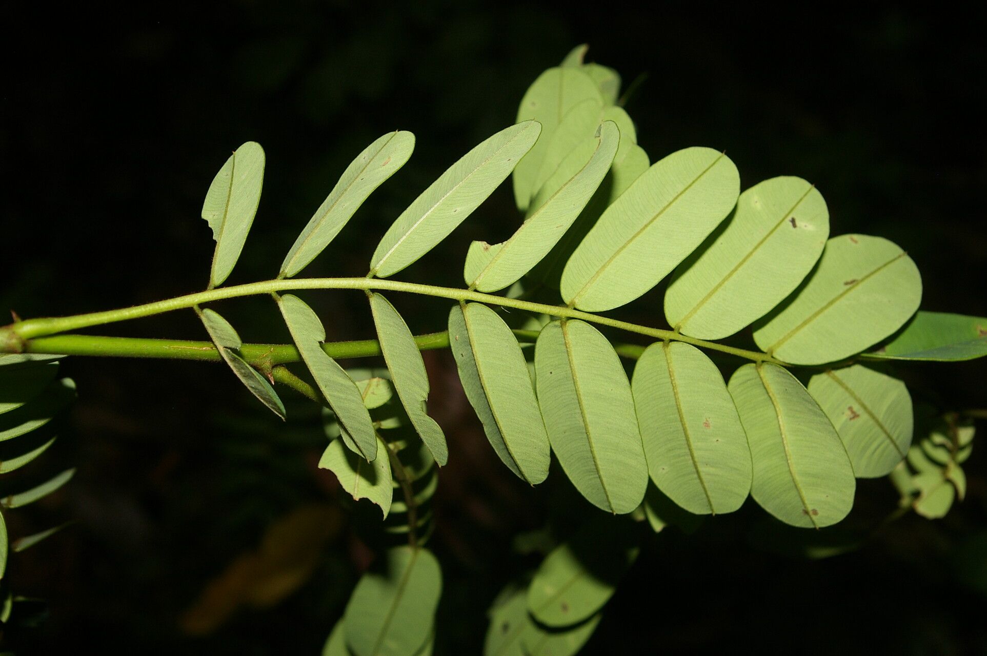 Machaerium × salvadorense leaf
