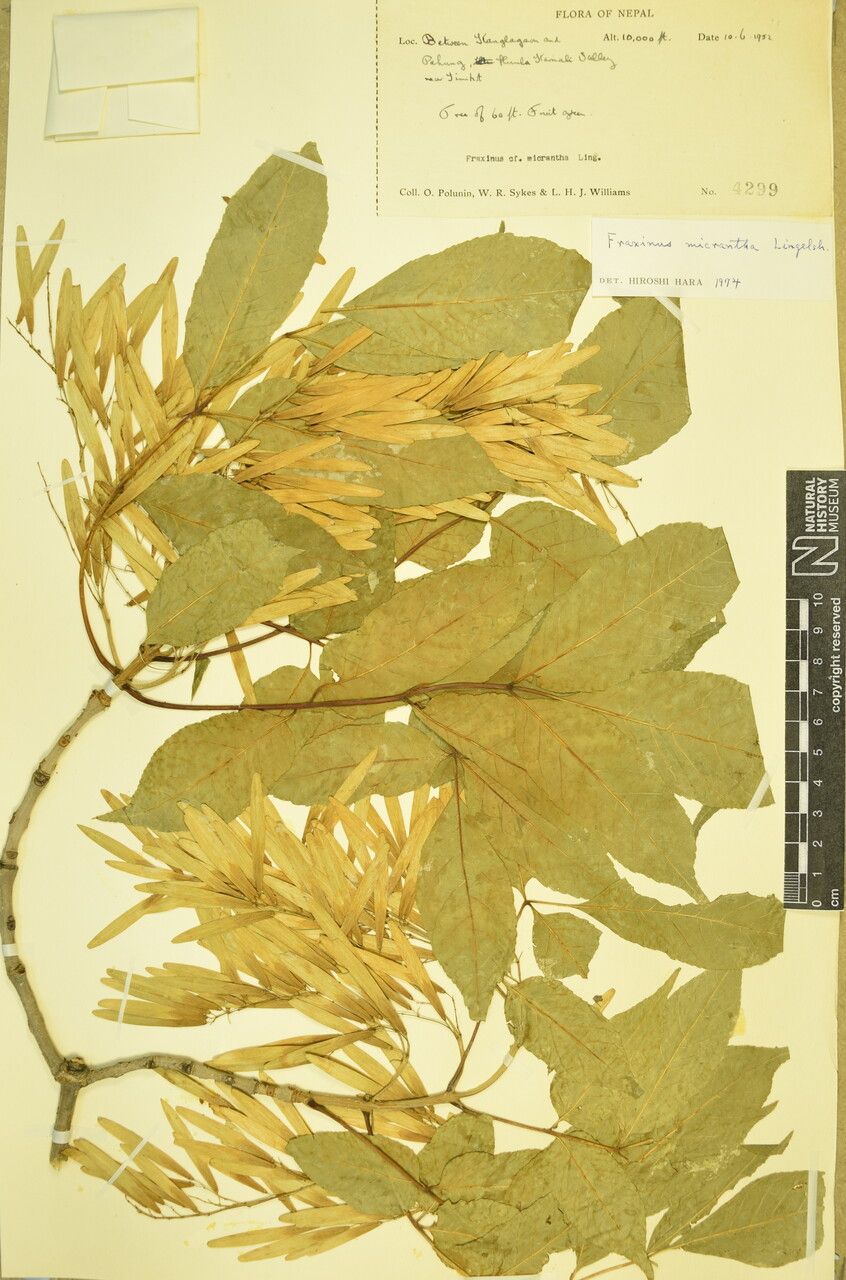 Fraxinus micrantha other