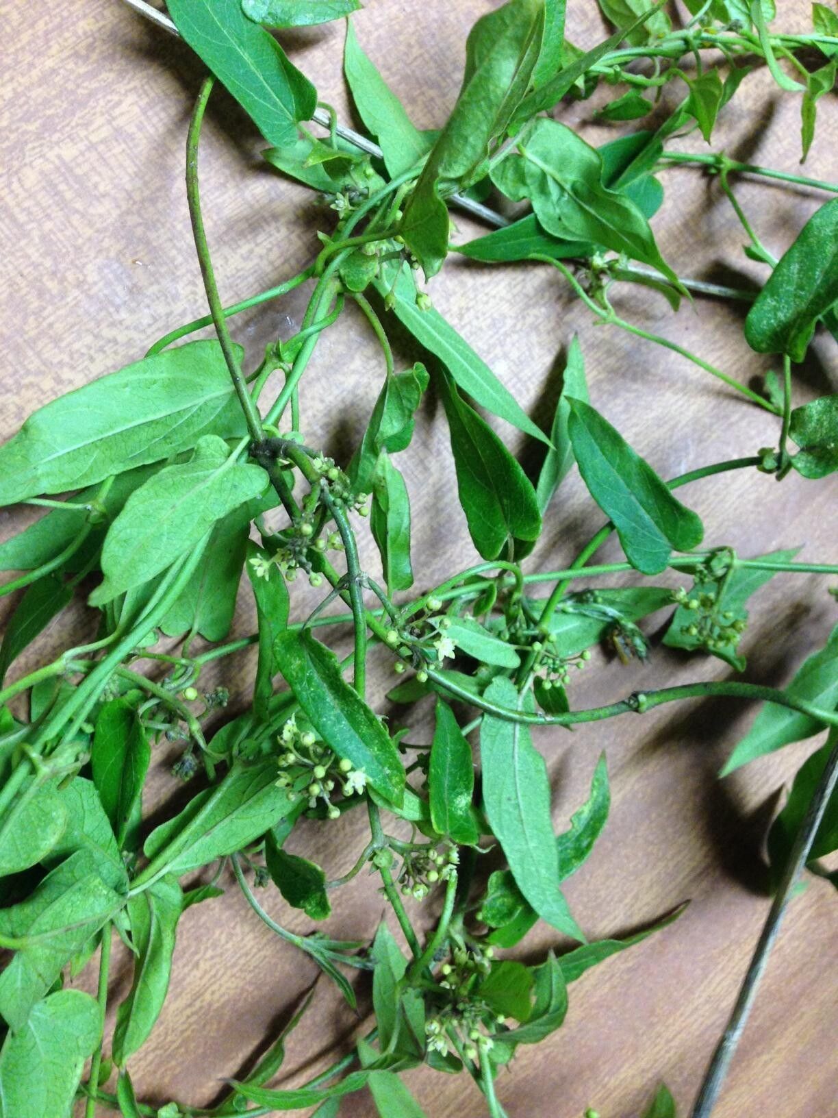 Cynanchum schistoglossum — houseplant care guide