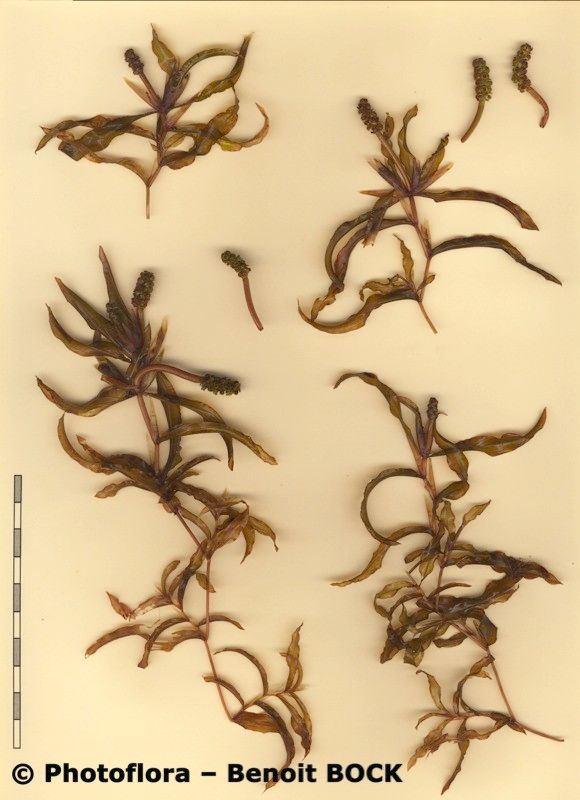 Potamogeton × nitens other